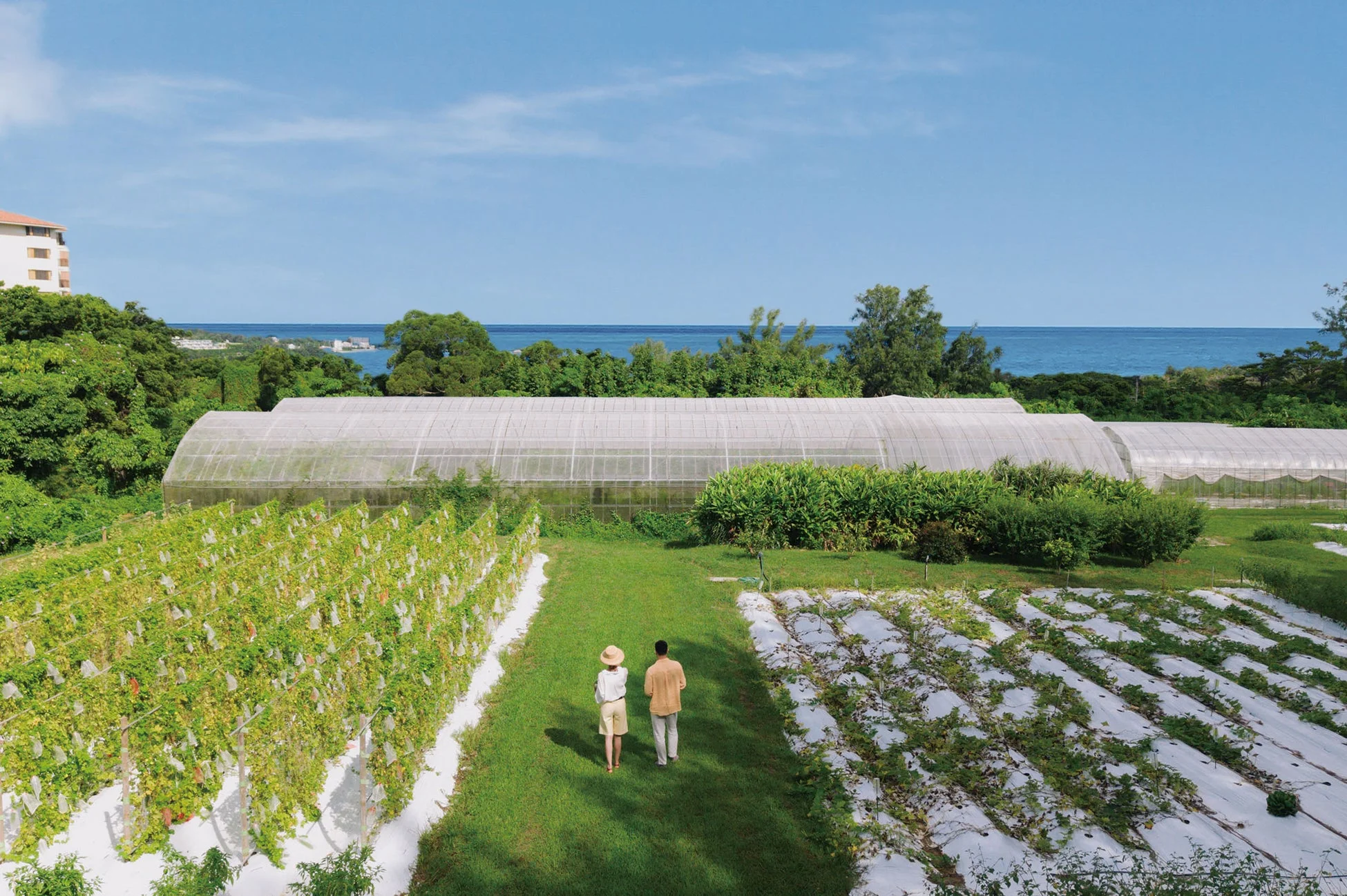 農園と海