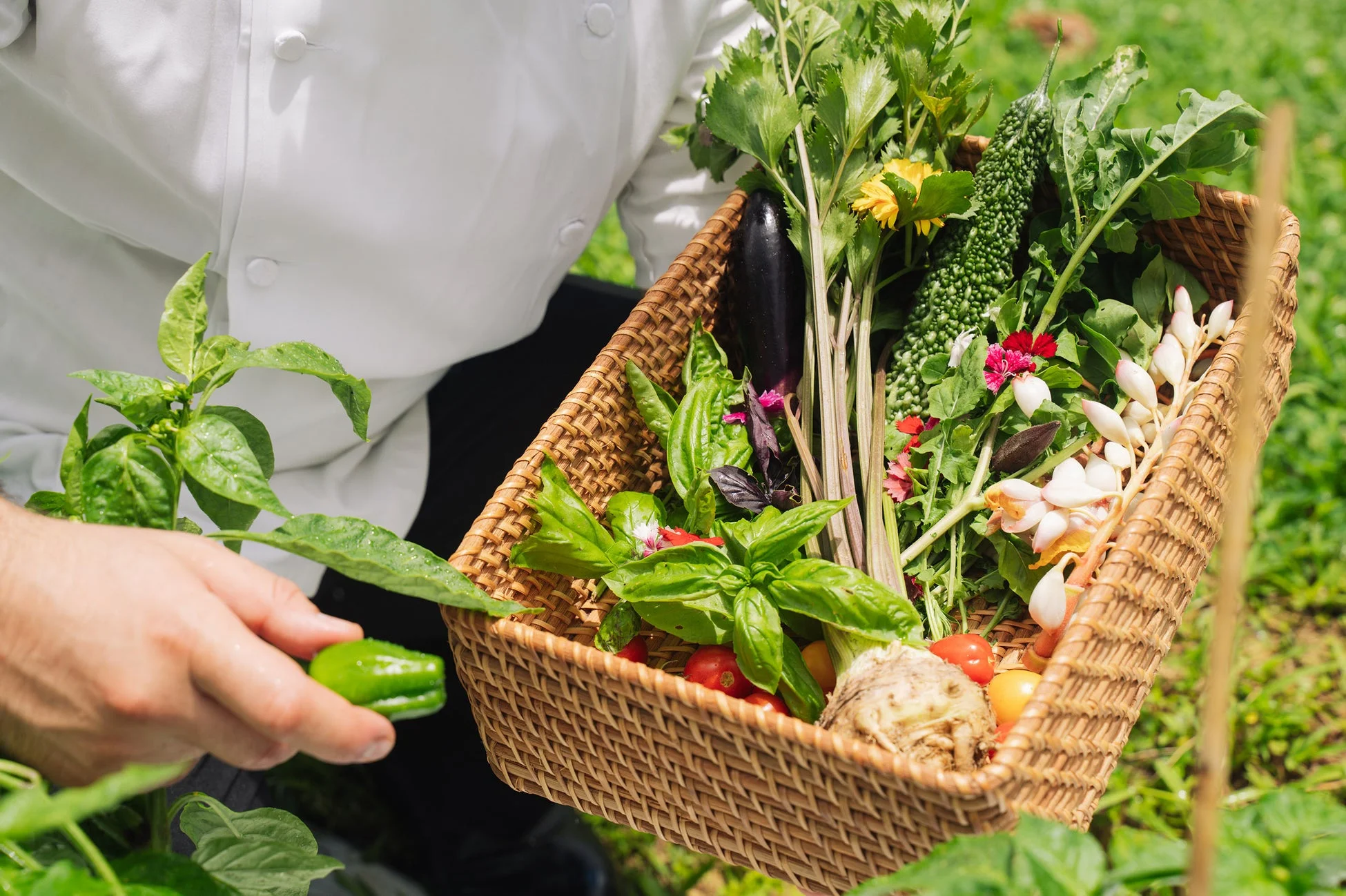 シェフが野菜を収穫