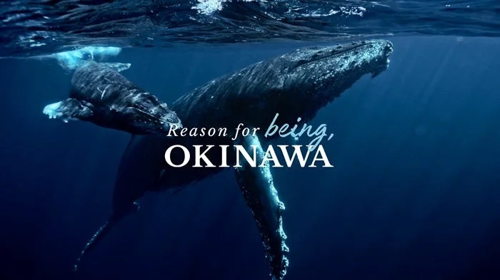 「Reason for being, OKINAWA」というテキストが重ねられた、ザトウクジラの親子が深海の青い水の中を優雅に泳ぐ様子を捉えた画像です。沖縄の豊かな海洋生物と自然の美しさを感じさせます。