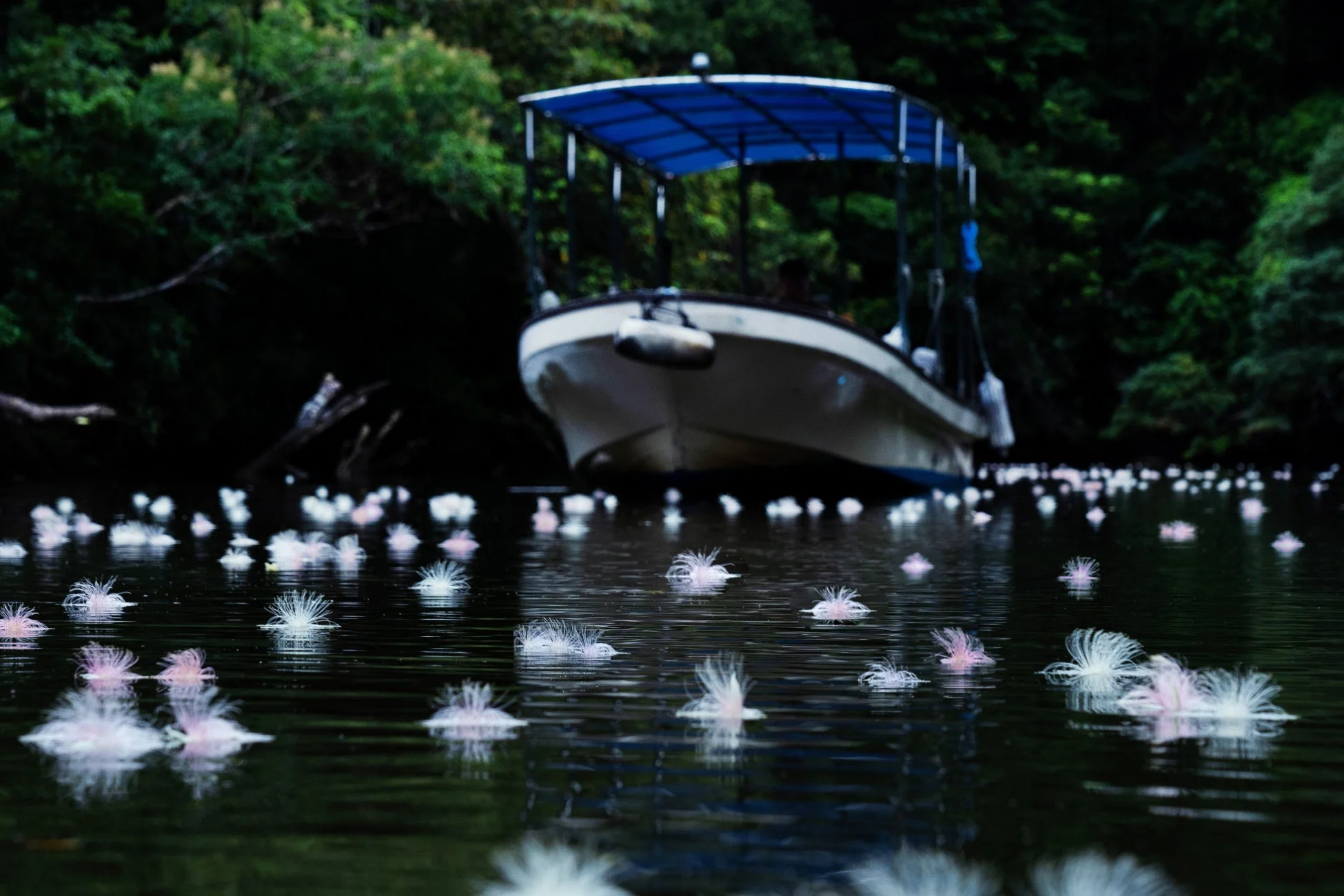 水面に花が浮かぶ川を進むクルーズ船
