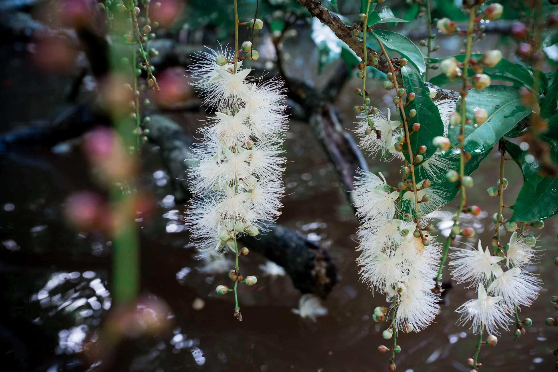 垂れ下がって咲く白いサガリバナ