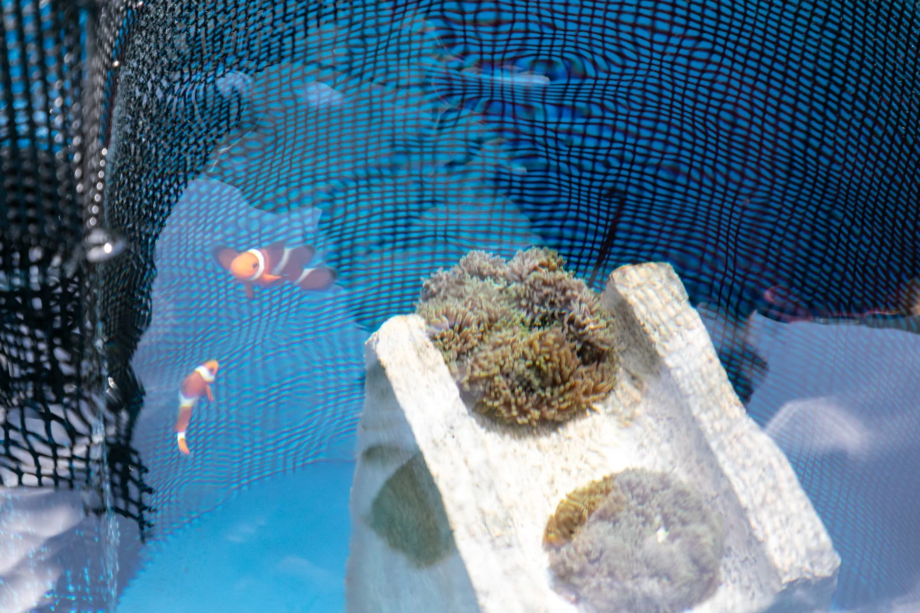 水槽で泳ぐクマノミ