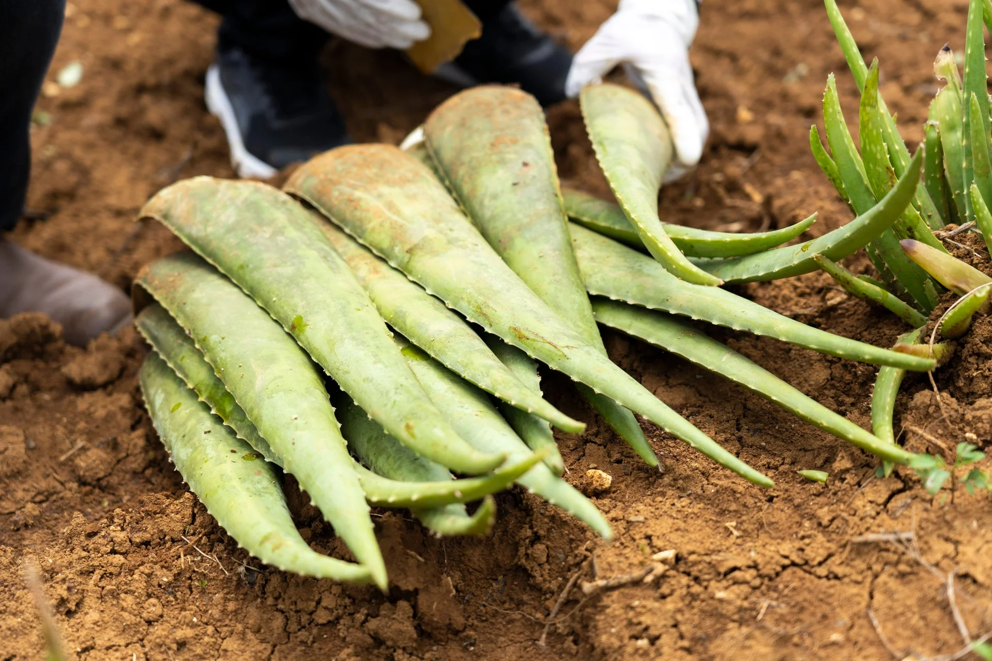 アロエベラの収穫