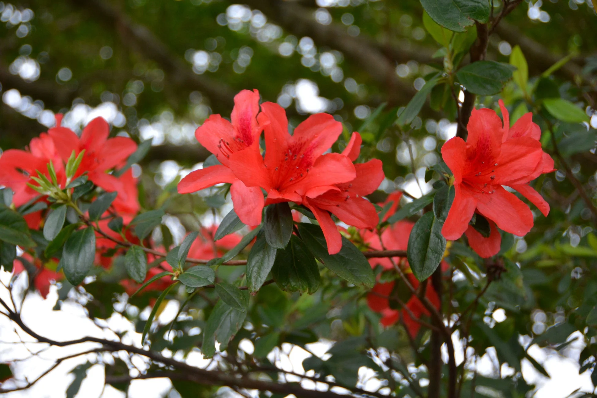 赤い花のクローズアップ
