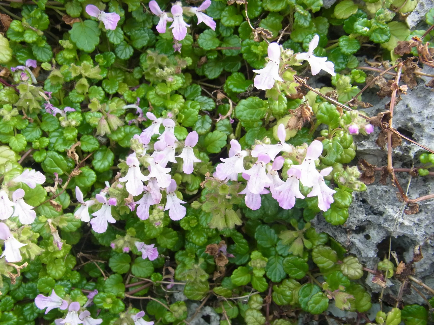 薄紫色の花のクローズアップ
