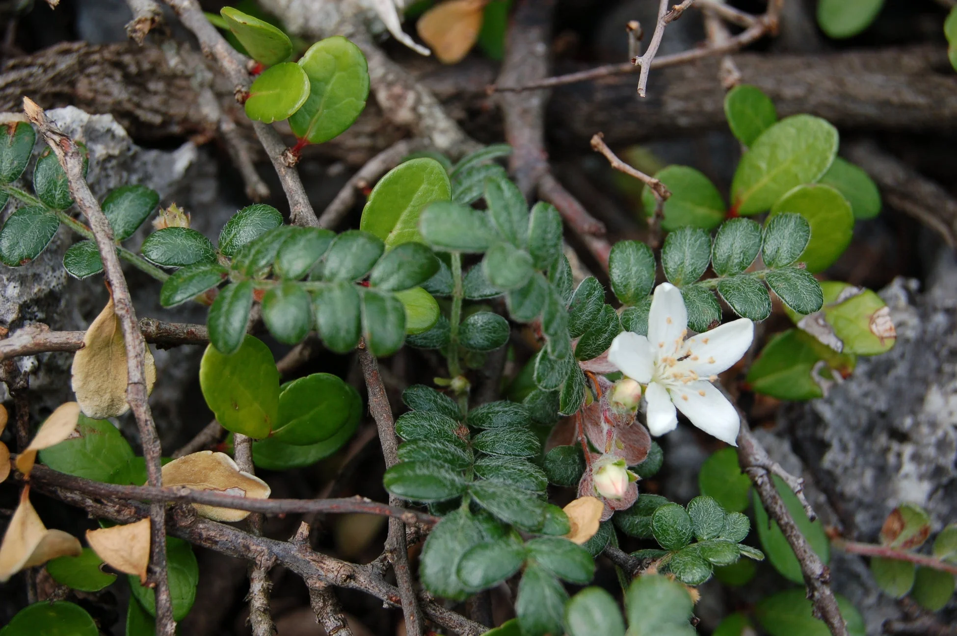 白い花のクローズアップ