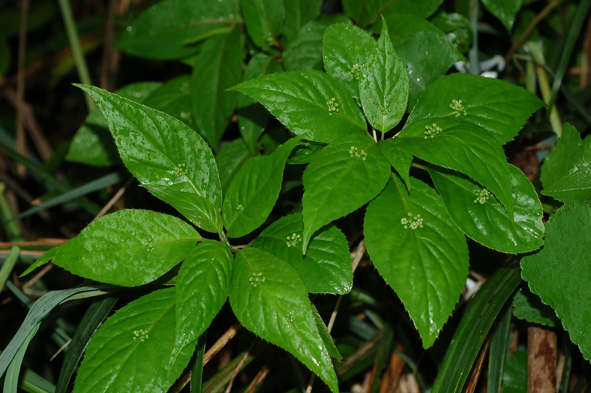 緑の葉とつぼみのクローズアップ