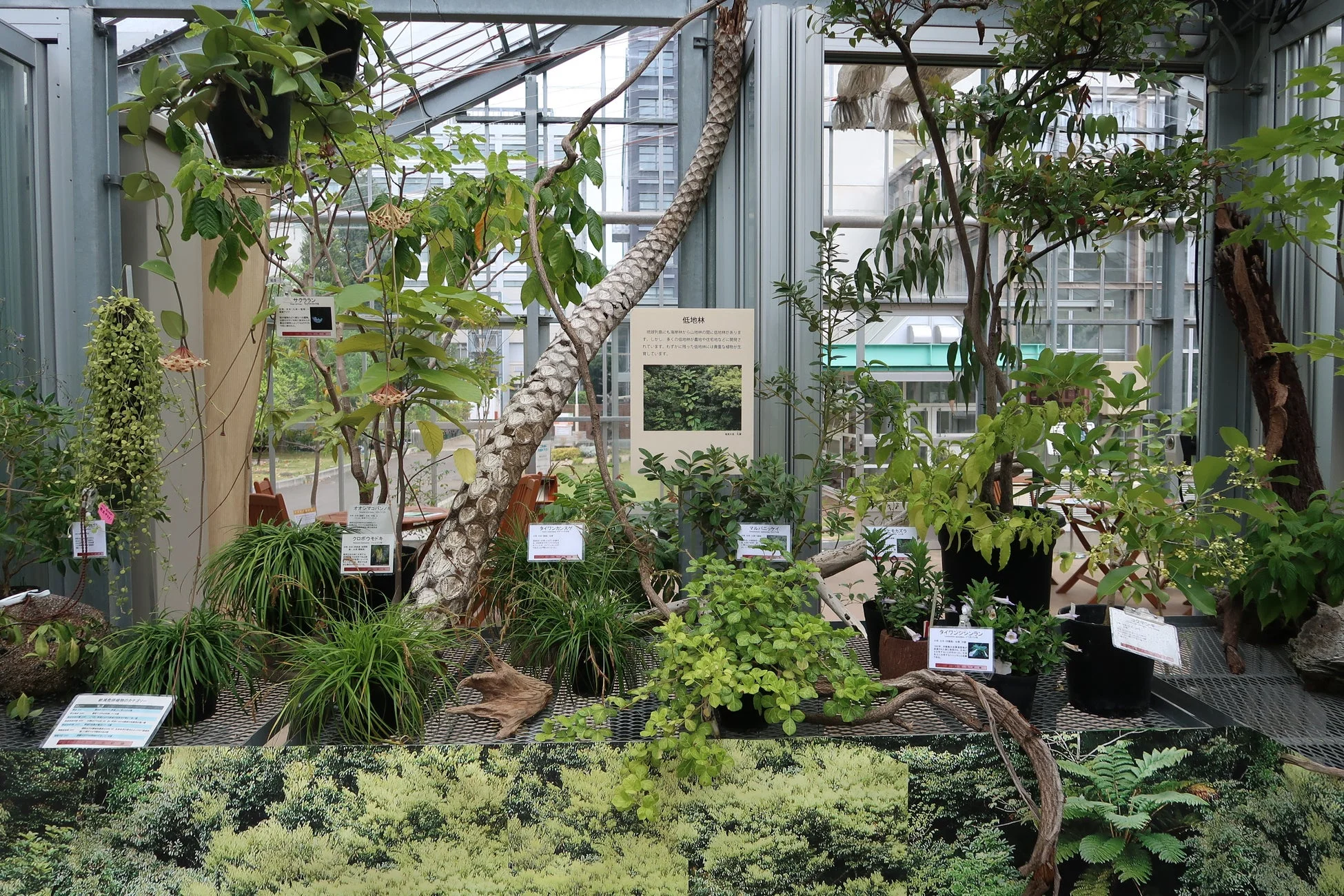温室内の植物展示