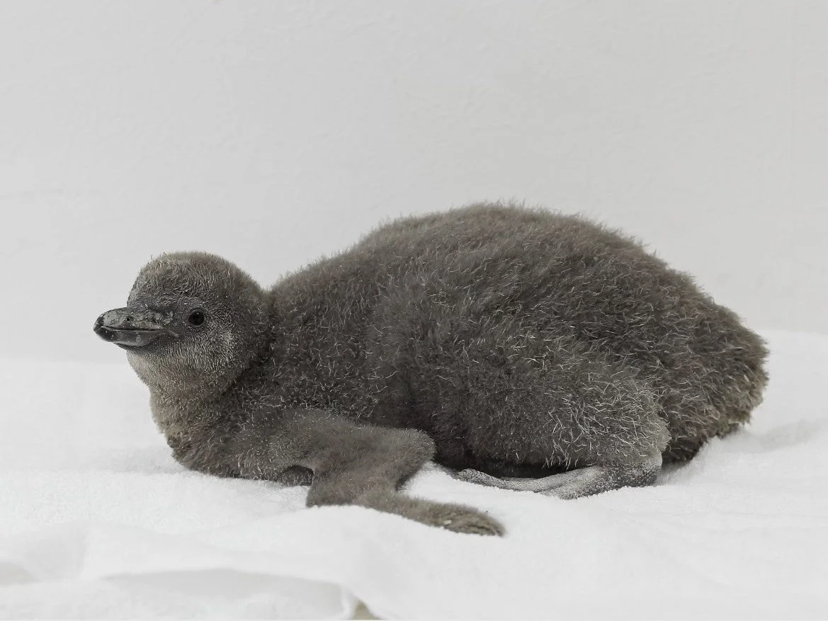 横たわるペンギンのヒナ