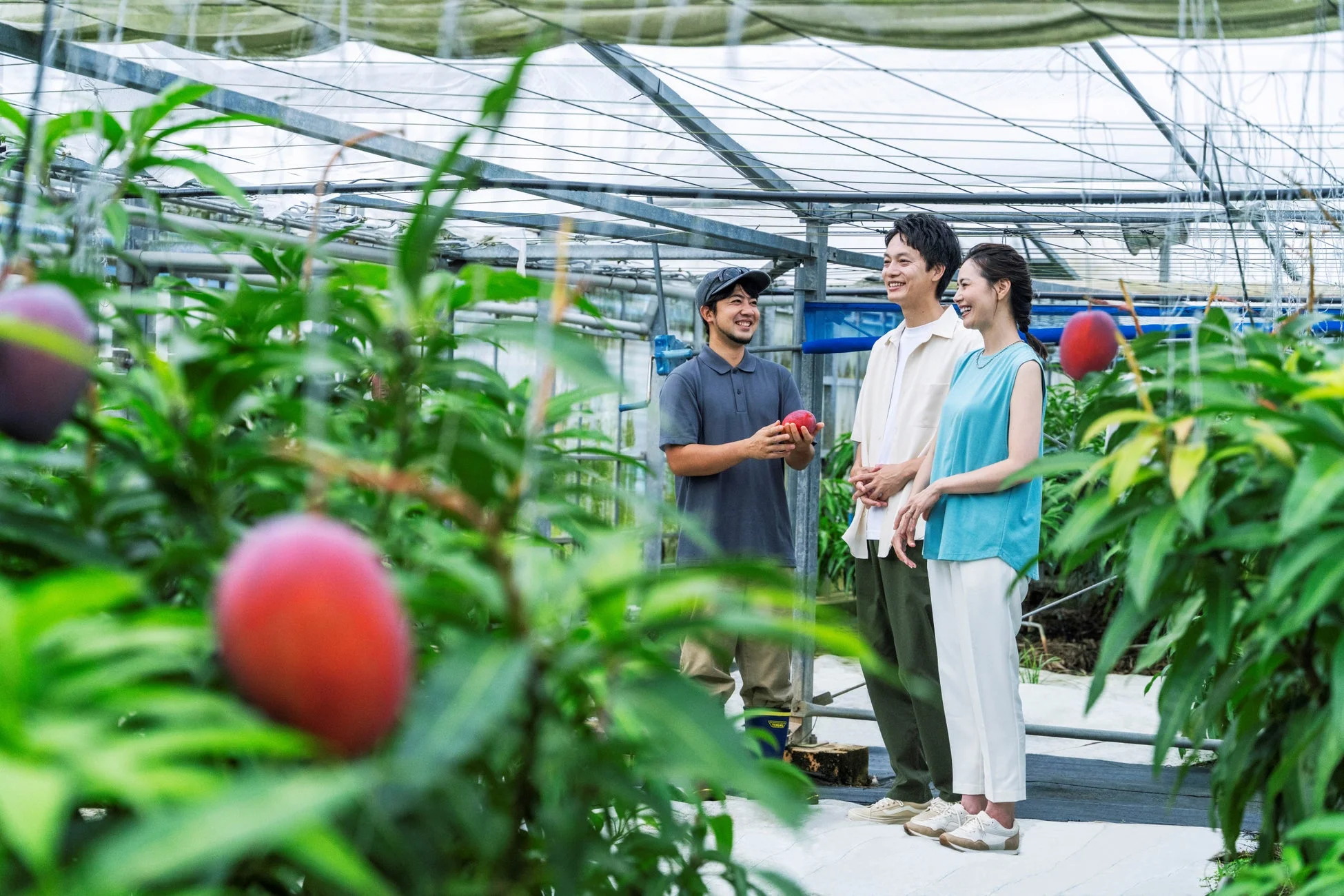 温室で農家がカップルにマンゴーについて説明している様子