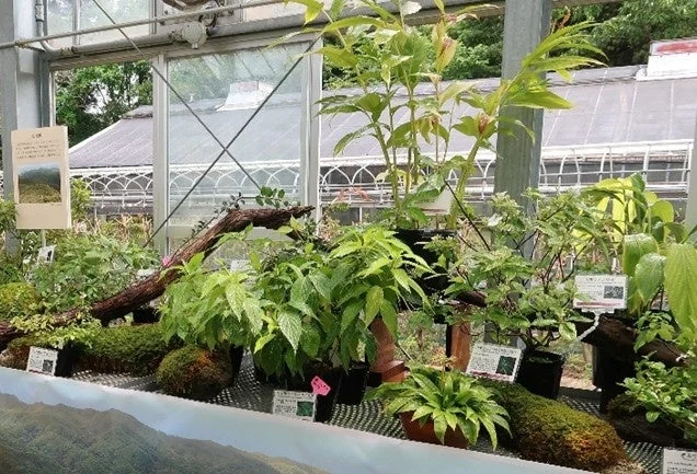 温室内の植物展示2