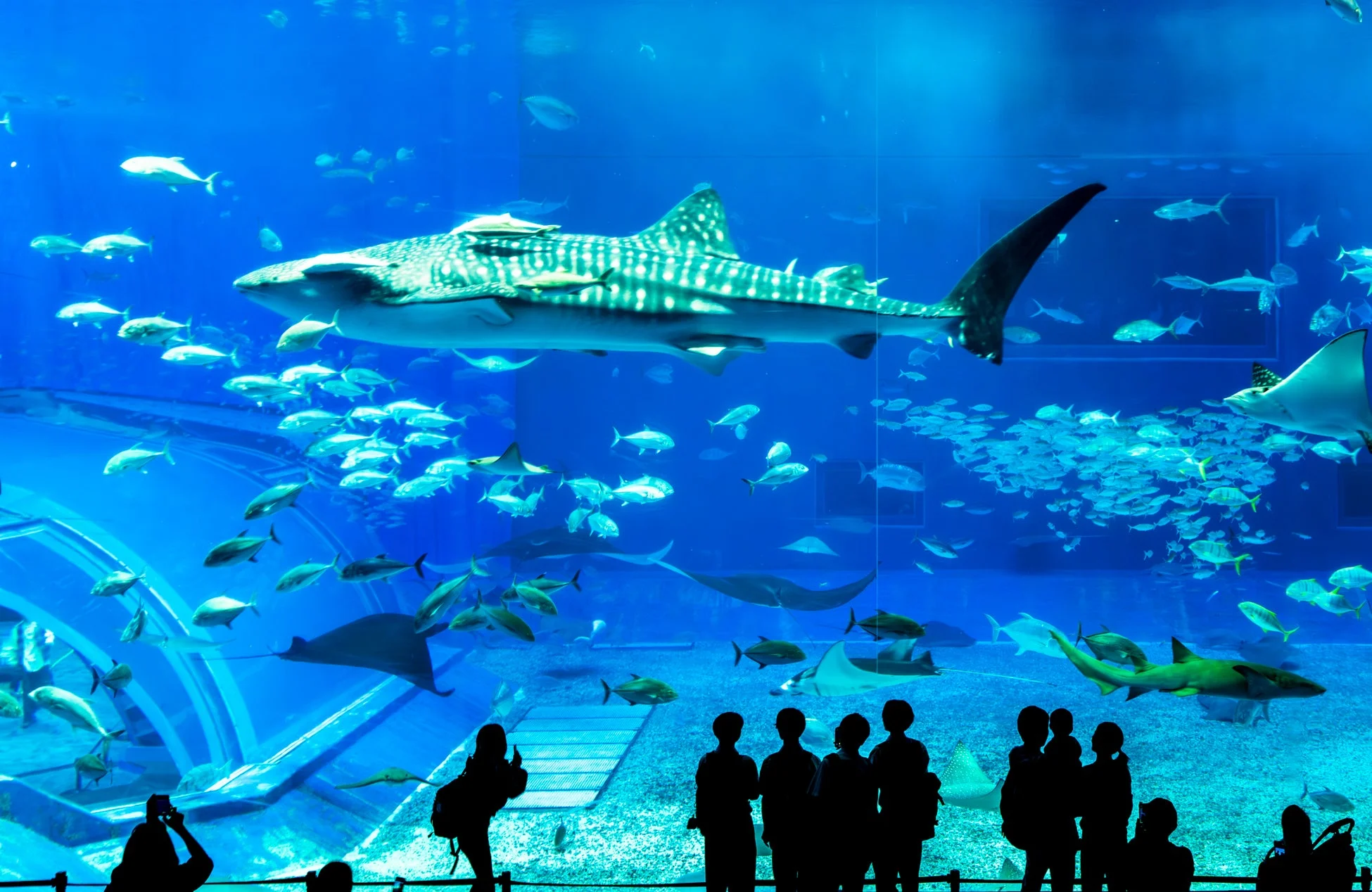 水族館のジンベエザメ