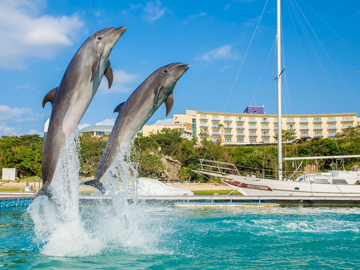 イルカのジャンプ