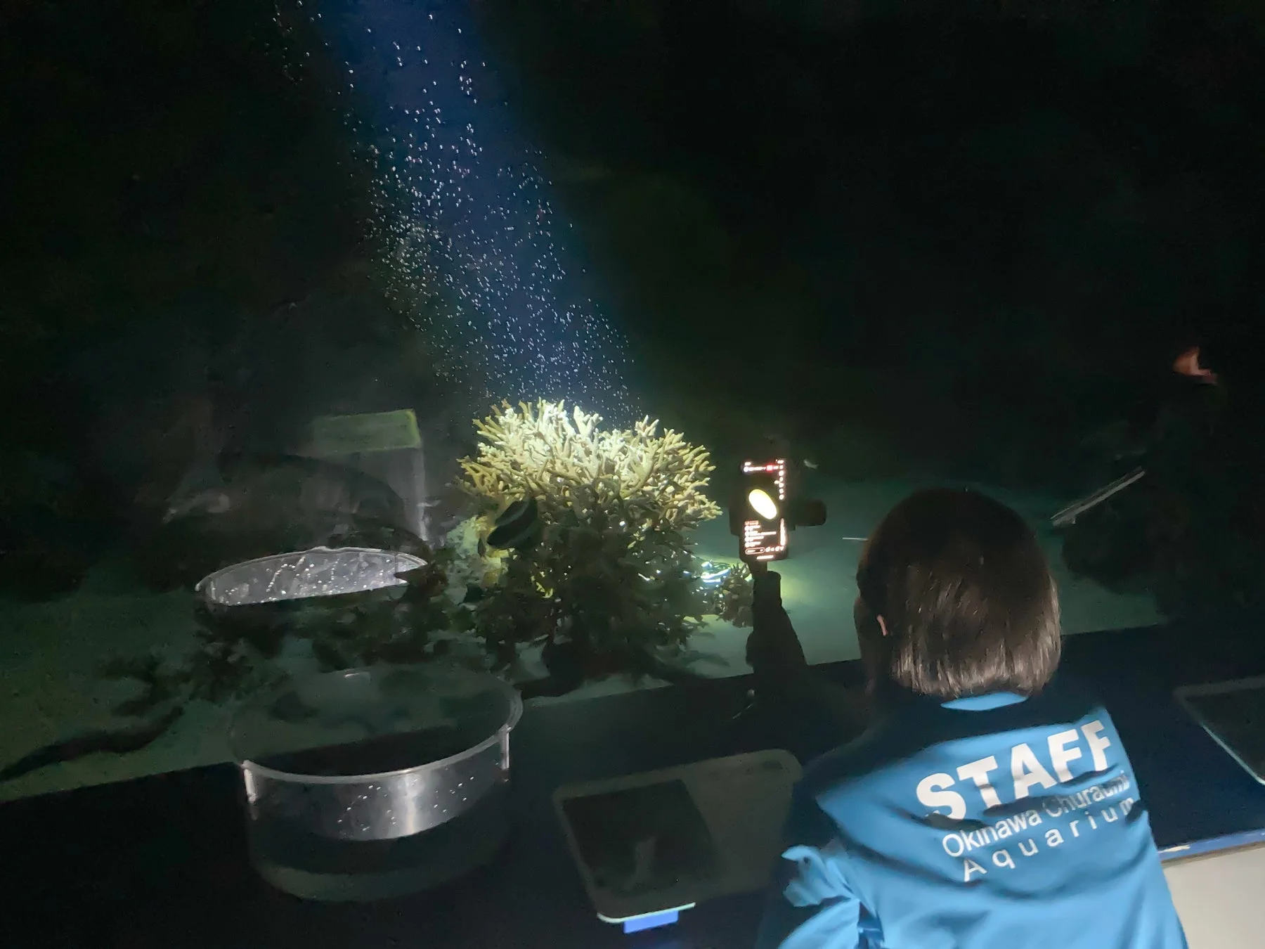 水族館スタッフがサンゴを観察している様子