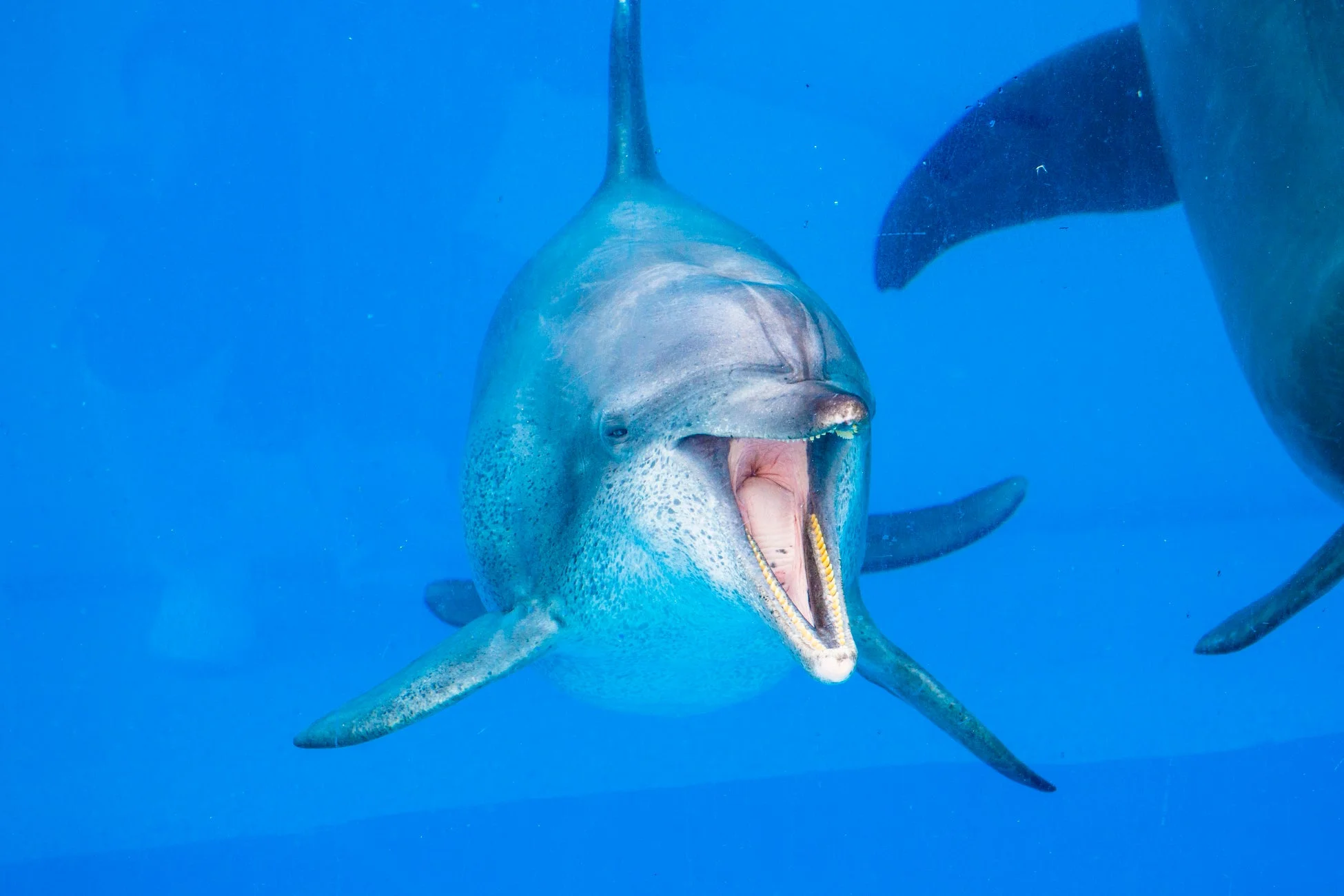 水中を泳ぐイルカ