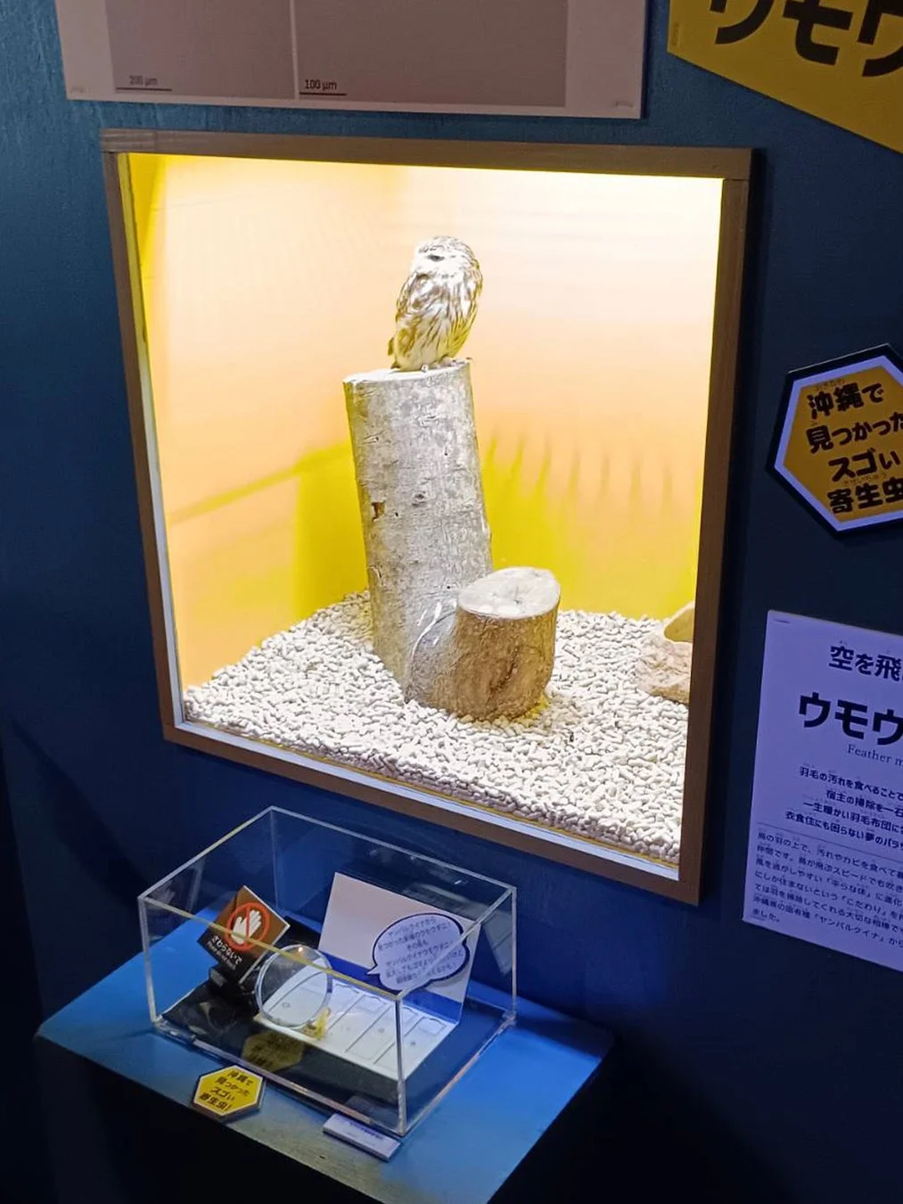 ヤンバルクイナ寄生虫展示