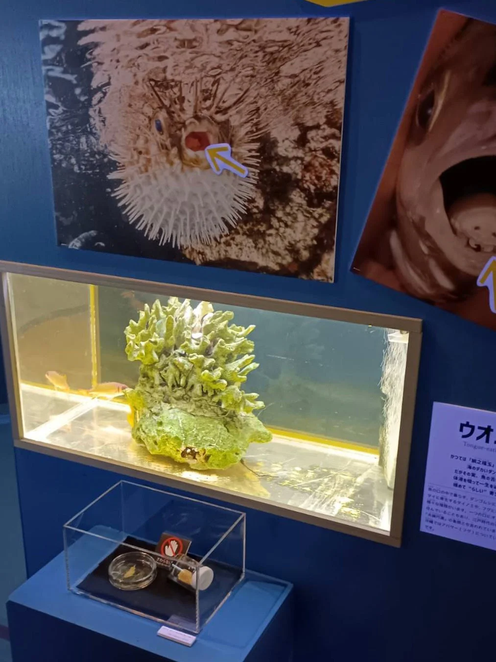 ウオノエ展示