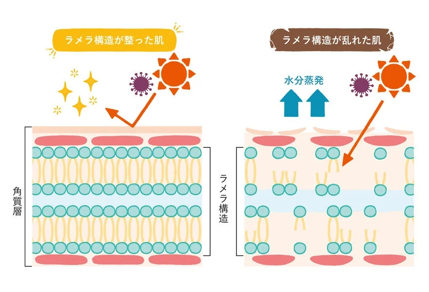 ラメラ構造が整った肌