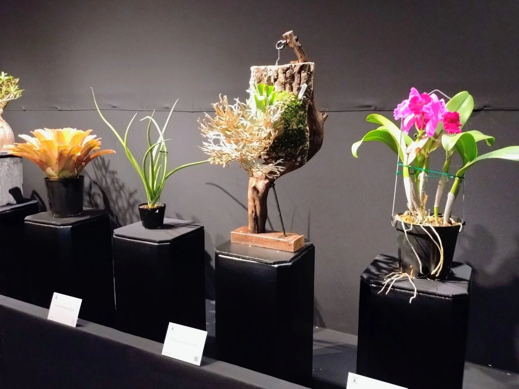 逸品展