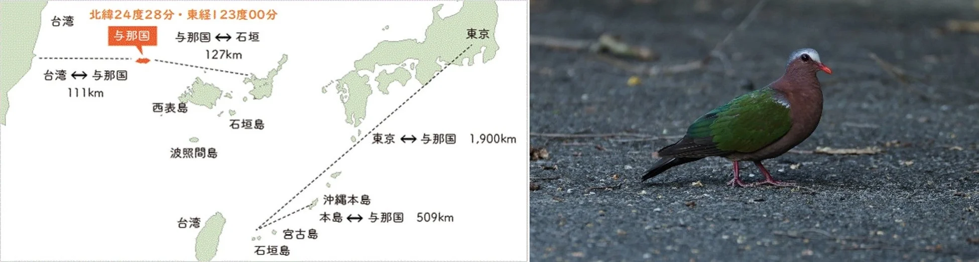 与那国島の地図とエメラルドバト