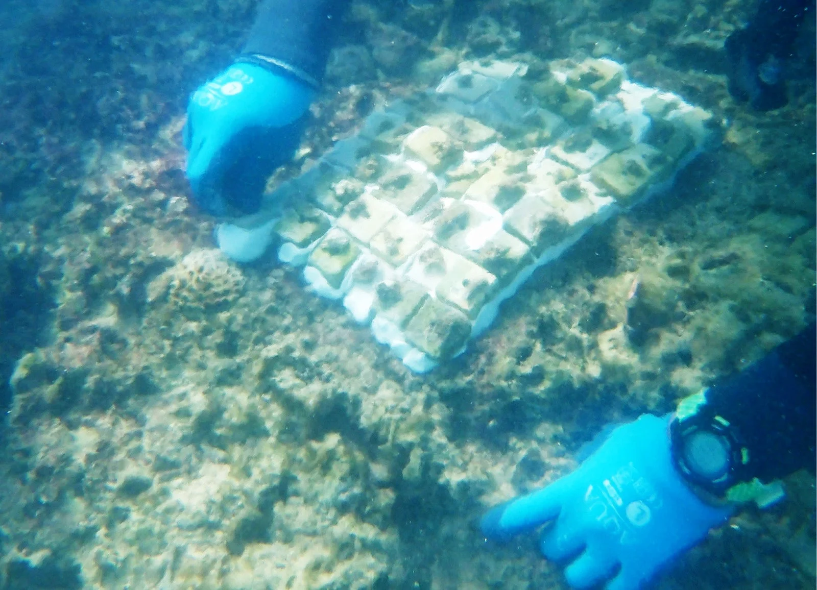 サンゴの養殖ブロックに触れる手