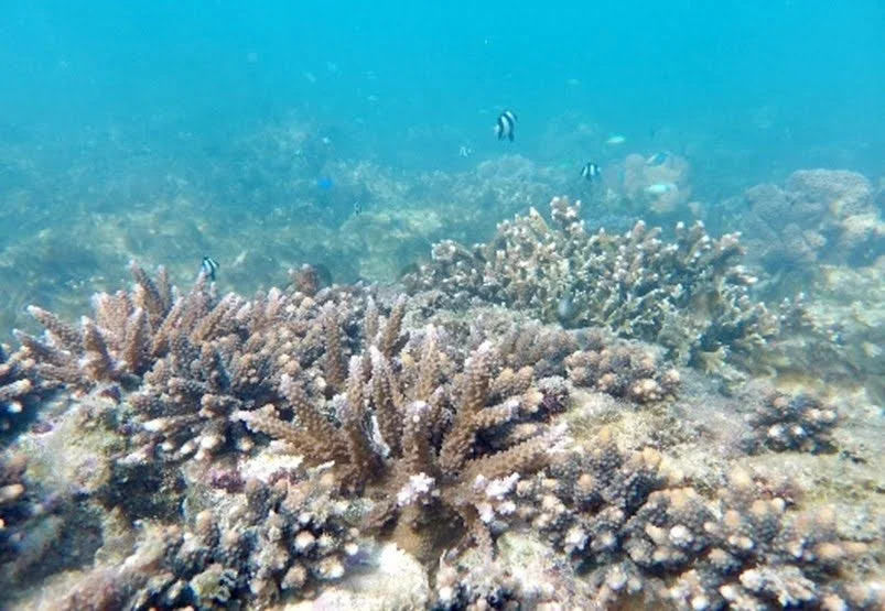 海中のサンゴ礁