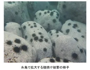 糸島で拡大する磯焼け被害の様子