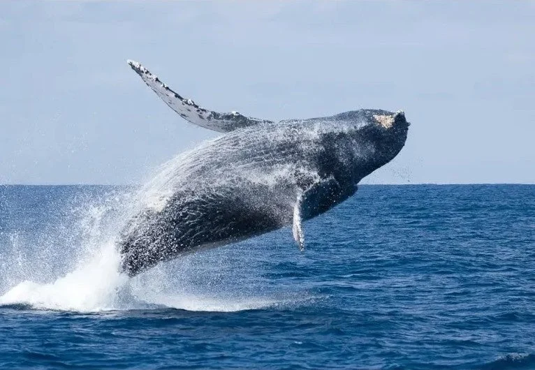 海から飛び跳ねるクジラ