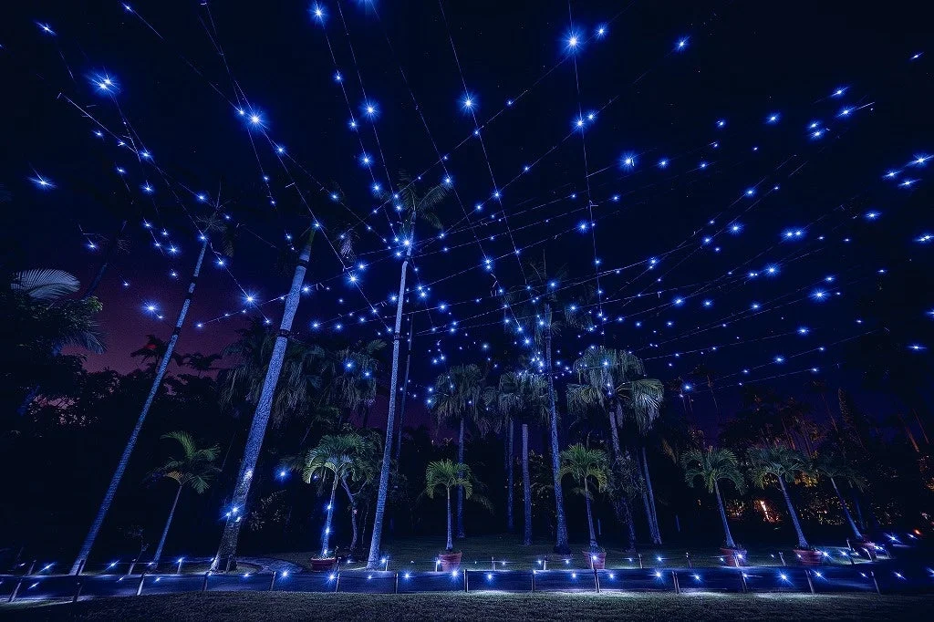 青いイルミネーションが輝くヤシの木