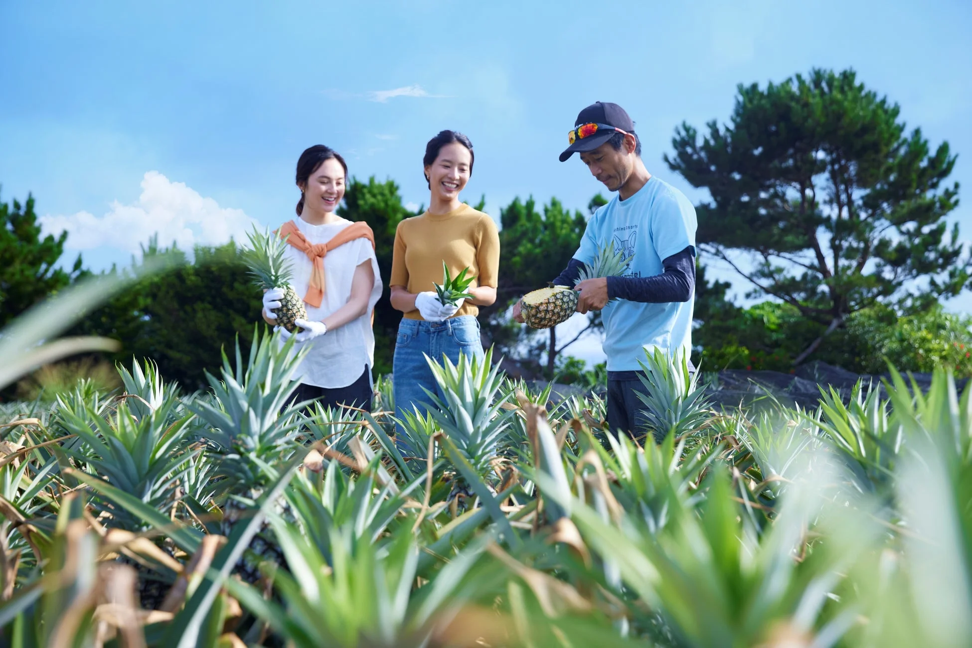 パイナップル畑で人々が収穫や準備をしている様子