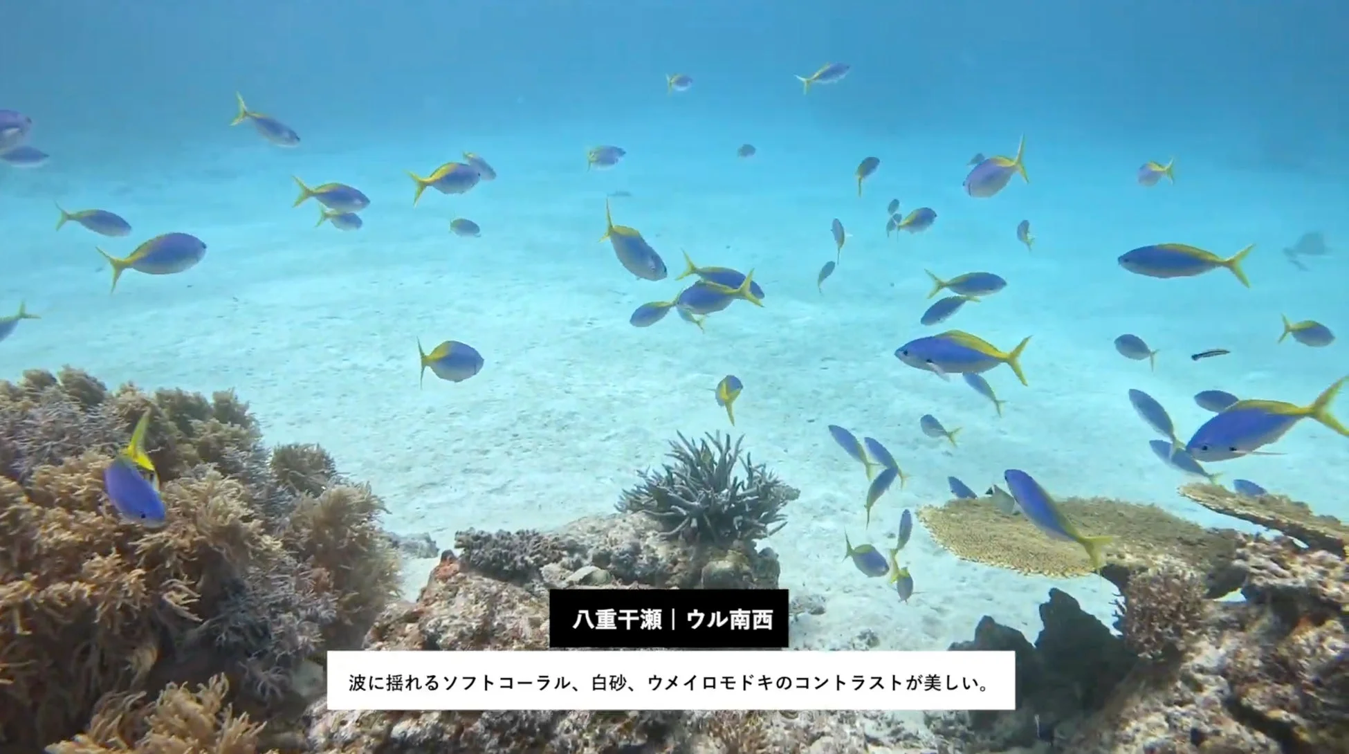 透き通った青い海中、サンゴ礁と群れをなして泳ぐウメイロモドキ