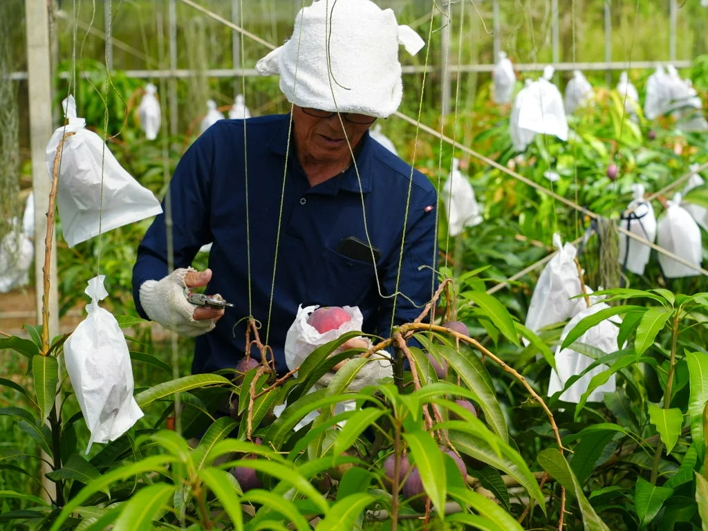 マンゴー栽培の様子