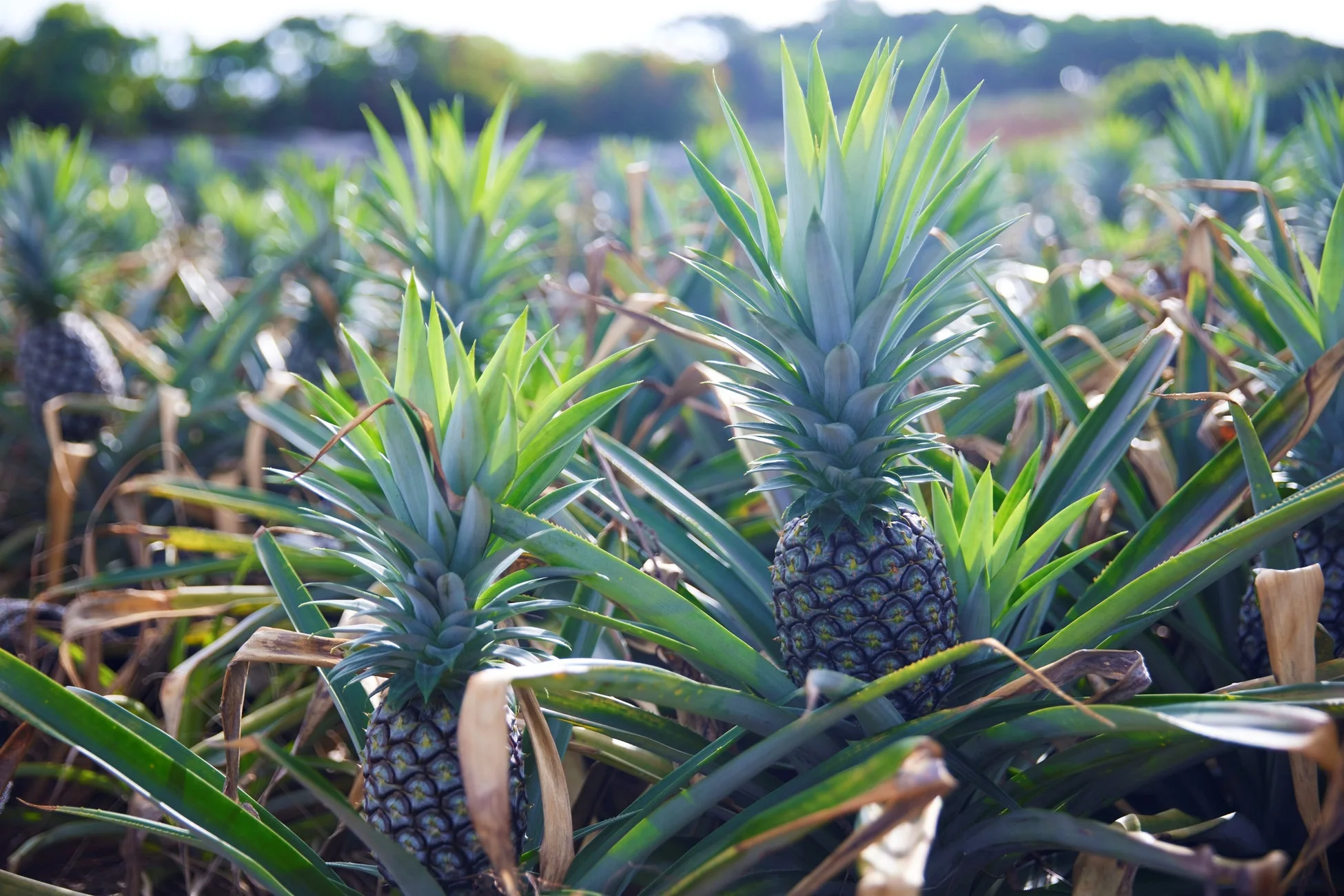 パイナップルが育つ畑の様子