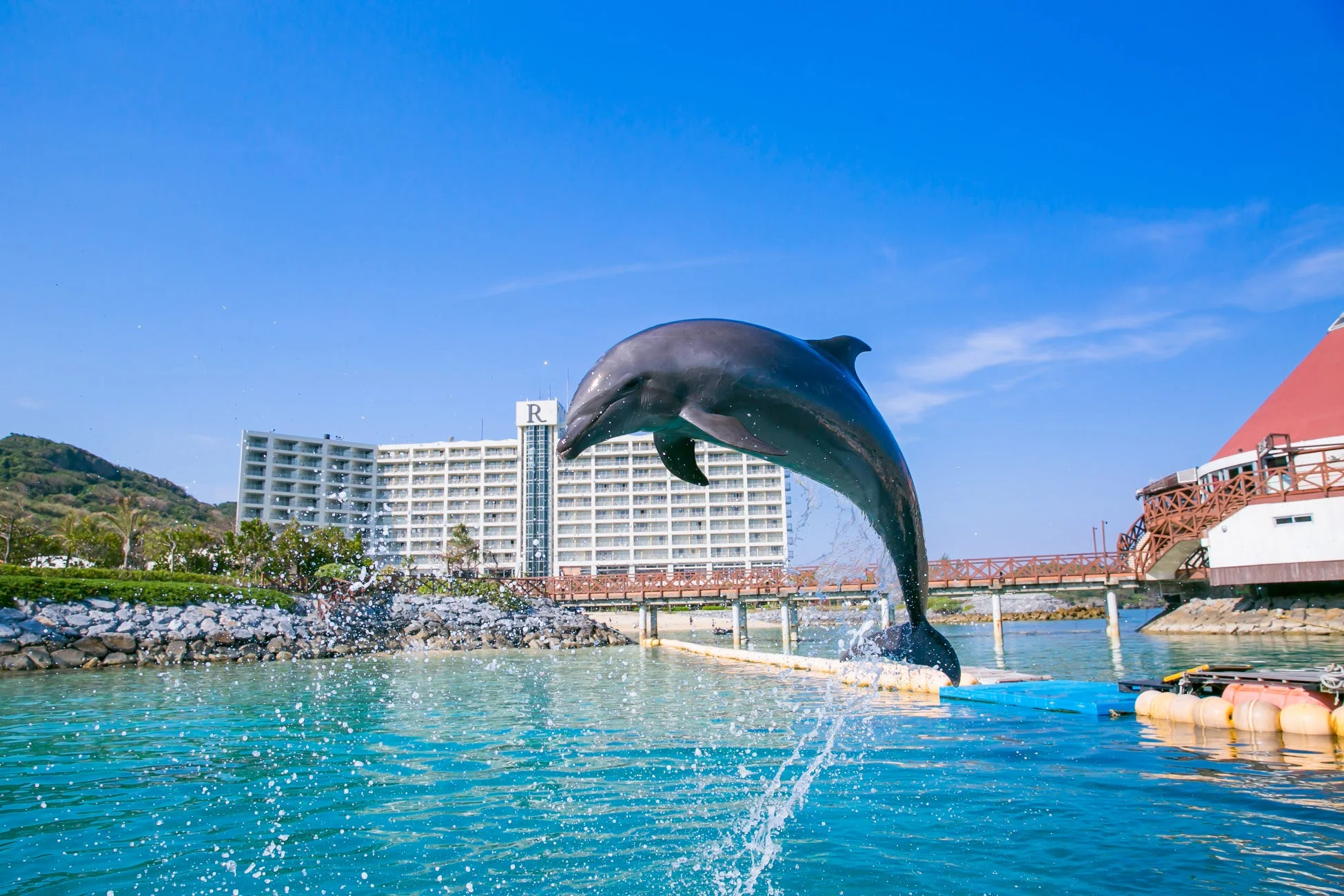 青い空と海を背景に高くジャンプするイルカ