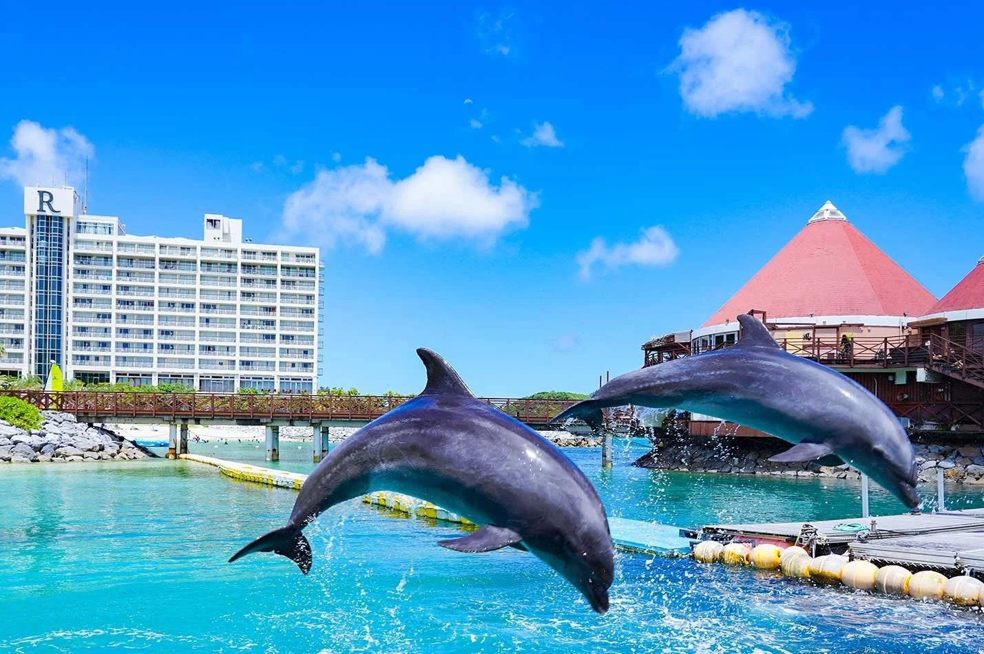 青い空と海を背景にジャンプするイルカたち