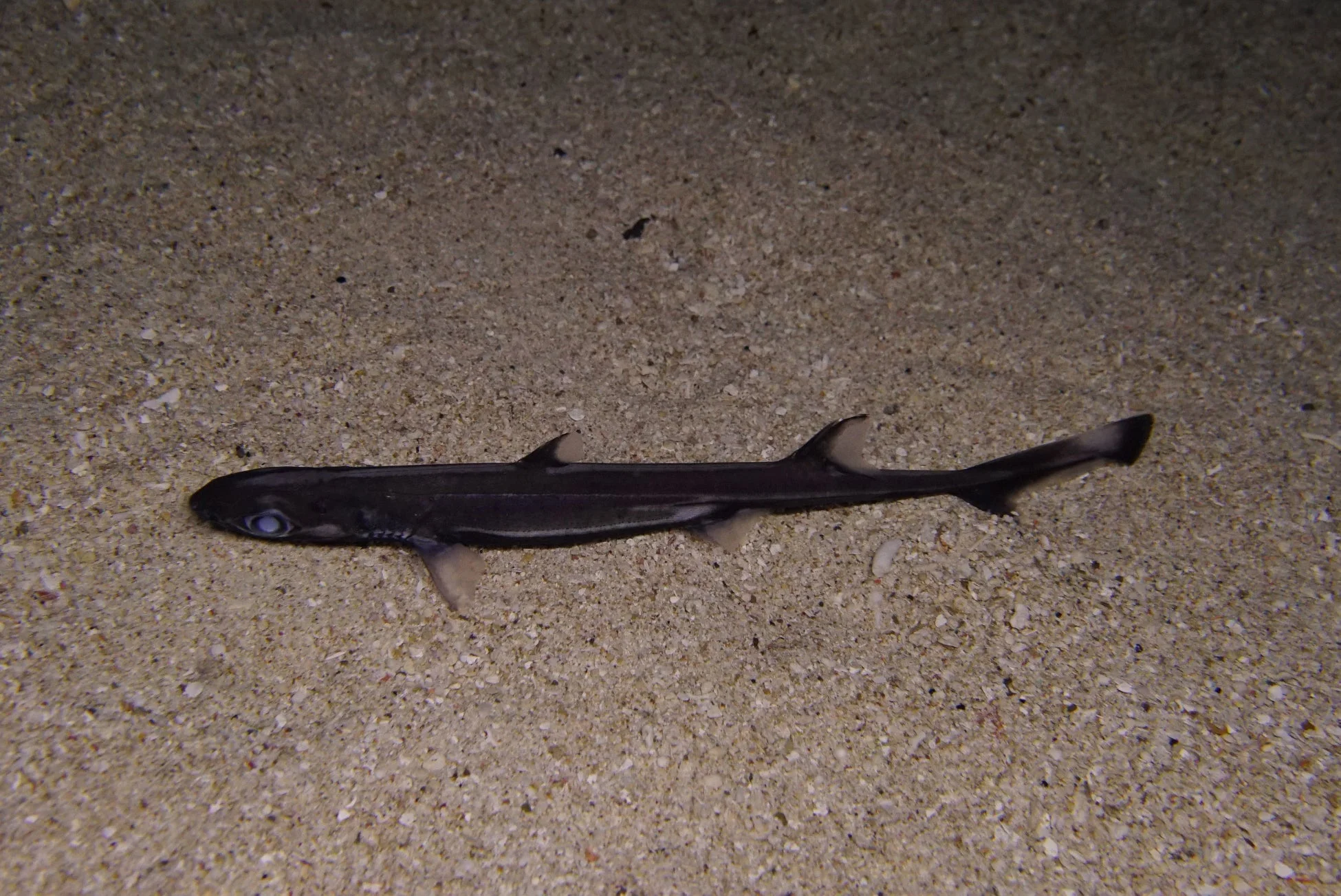 砂地の海底にいる魚