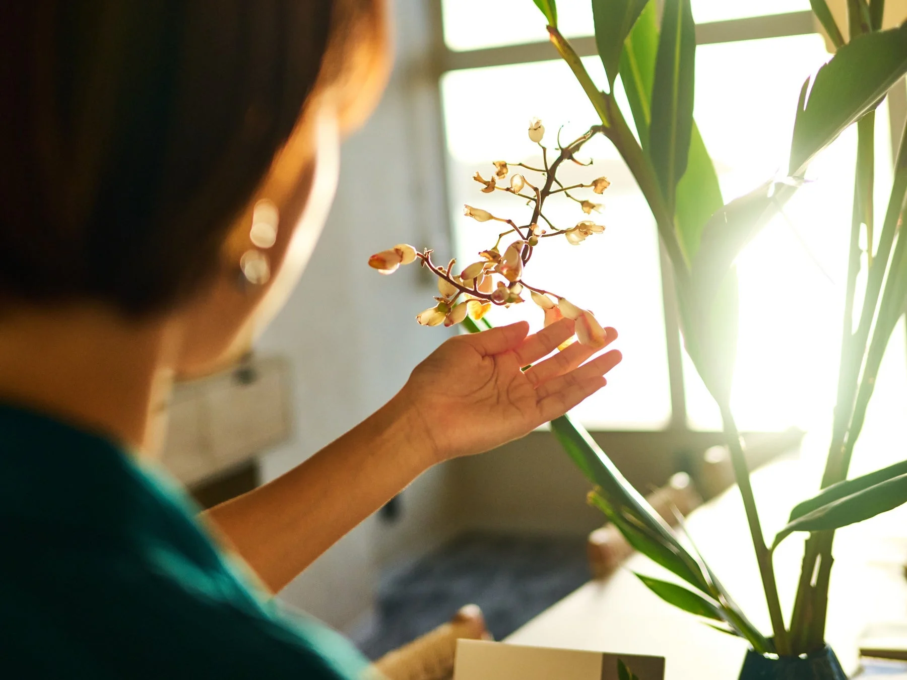 窓から差し込む明るい自然光の中、一人の人物が優しく花に触れている瞬間