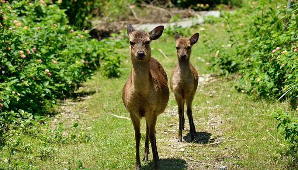 鹿、若い鹿、野生動物、自然