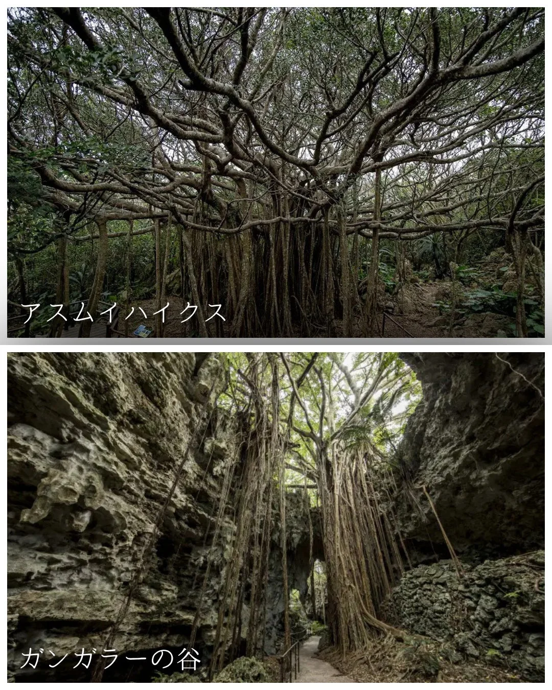ガジュマルの木々が茂る森と洞窟の谷の風景