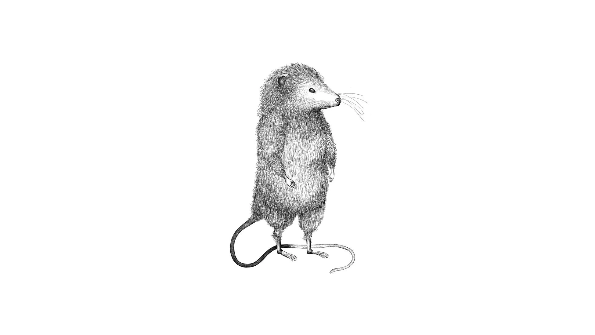 白い背景に、毛深いネズミのような動物が二足で立っている姿を描いた白黒のイラスト