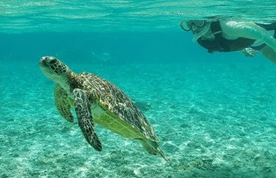 透明度の高い青い海中を優雅に泳ぐウミガメ