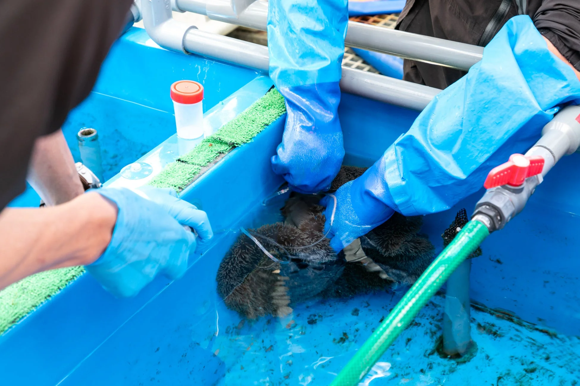 青い手袋をはめた複数の人が、青い水槽の中で棘のある海洋生物(ウニの可能性あり)を扱っています。水産養殖や研究活動の一場面のようです。