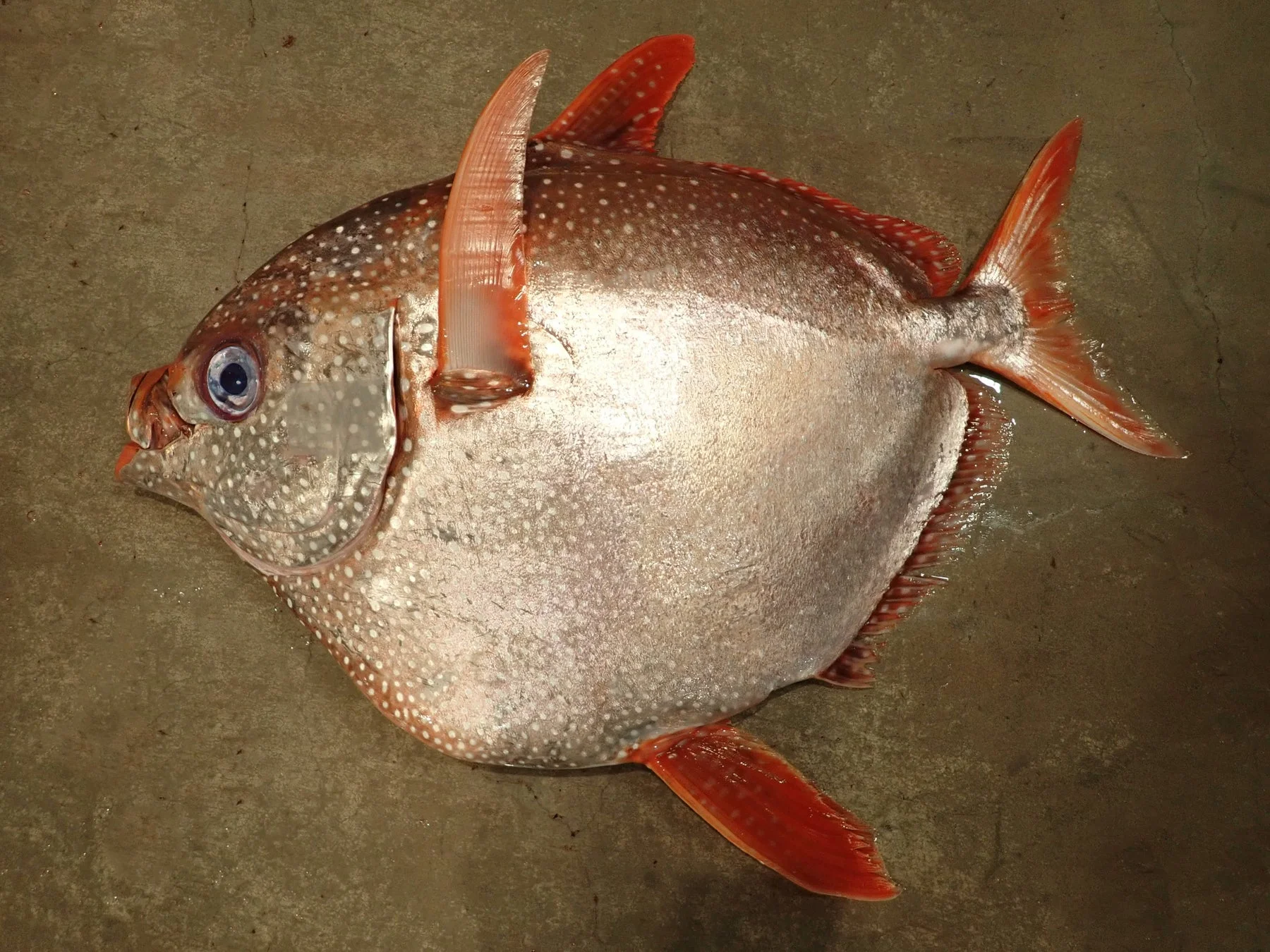 アカマンボウ成魚