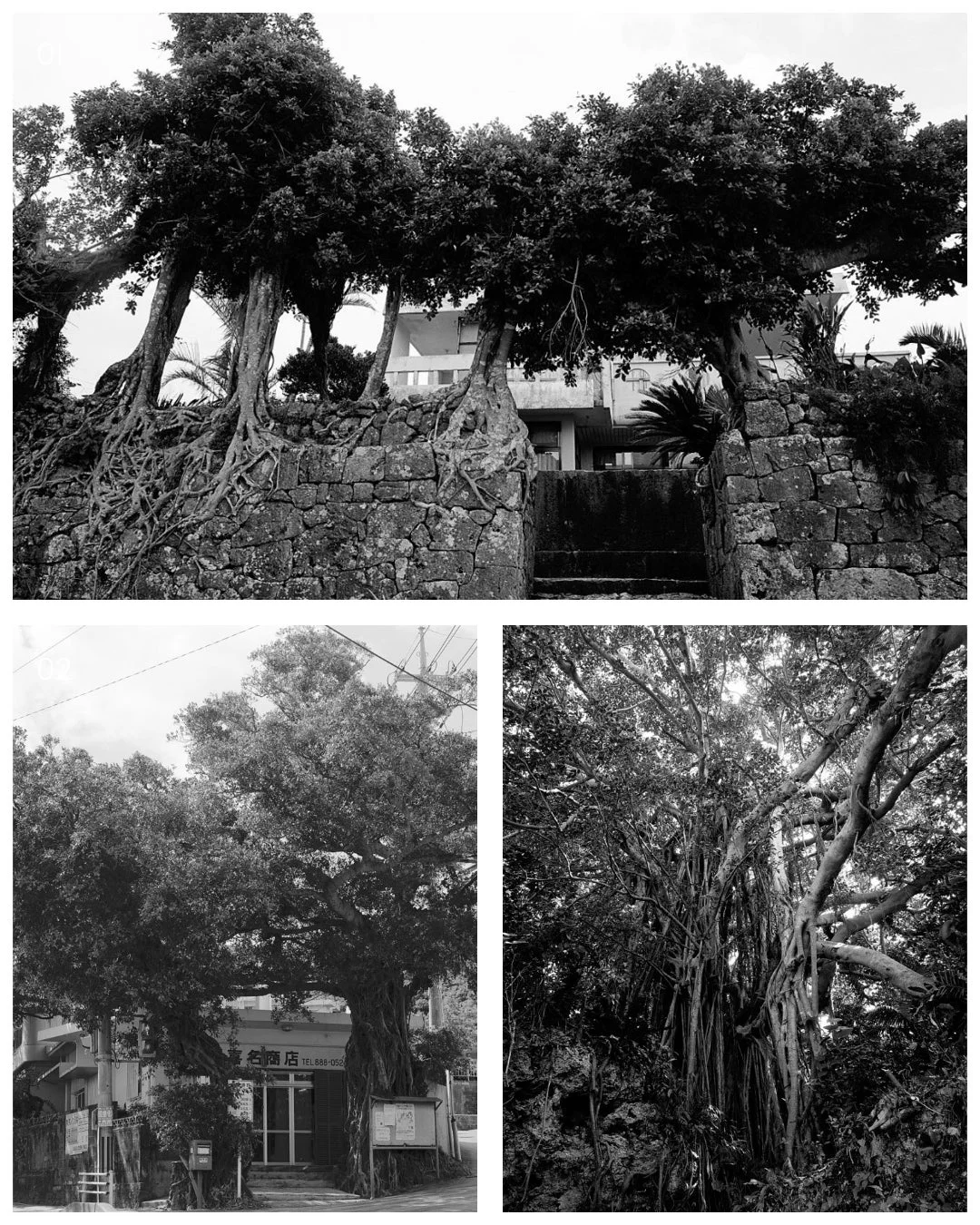 モノクロ写真で構成された画像群。生命力あふれるガジュマルの木々が、石垣や建物を覆うように根を張る様子や、鬱蒼と茂る姿が捉えられている。一部に「喜名商店」の看板が見える。