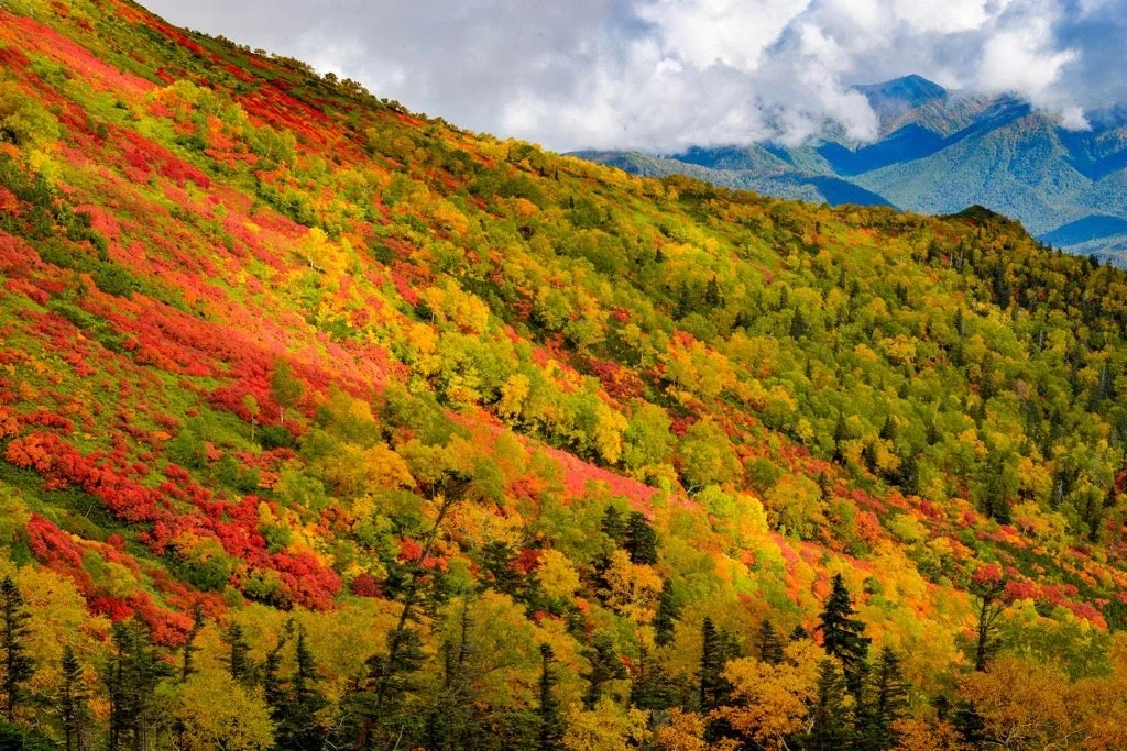 大雪山の紅葉