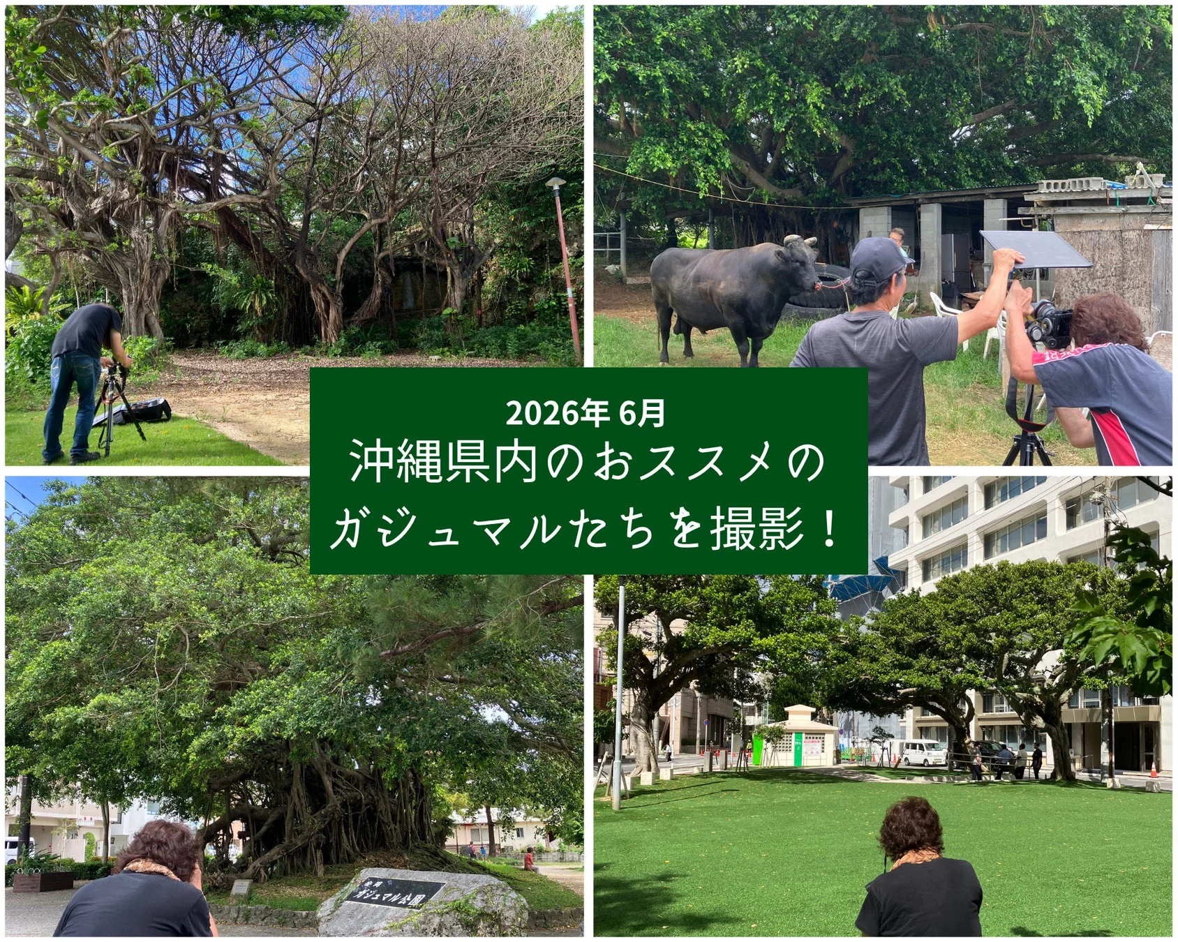 2026年6月、沖縄県内でガジュマルの撮影を行っている様子を捉えたコラージュ画像です。ガジュマル公園の巨木や、水牛のいる風景、都市部の緑地など、様々な場所で撮影クルーが活動しています。