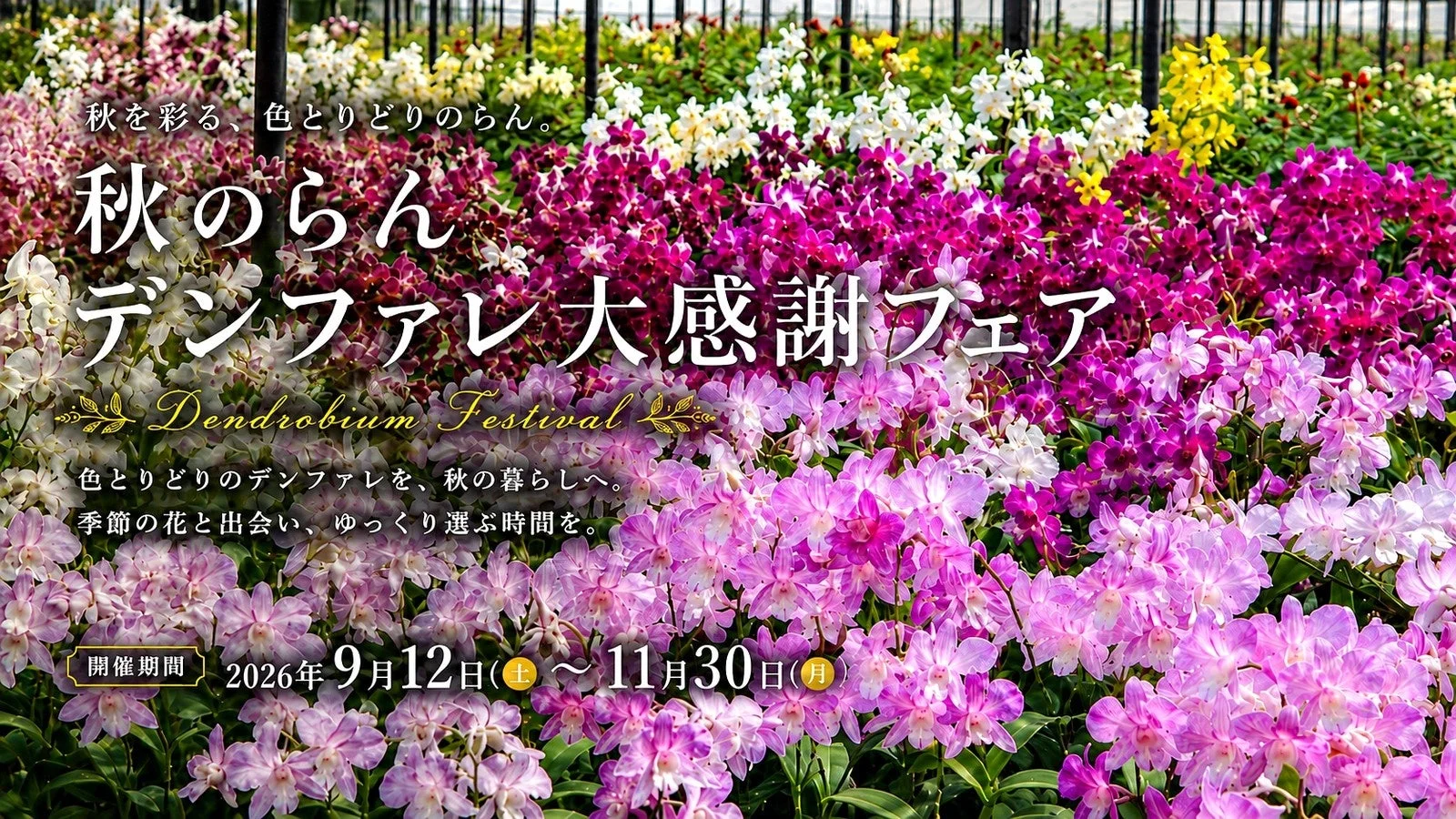 秋を彩る色とりどりのらん