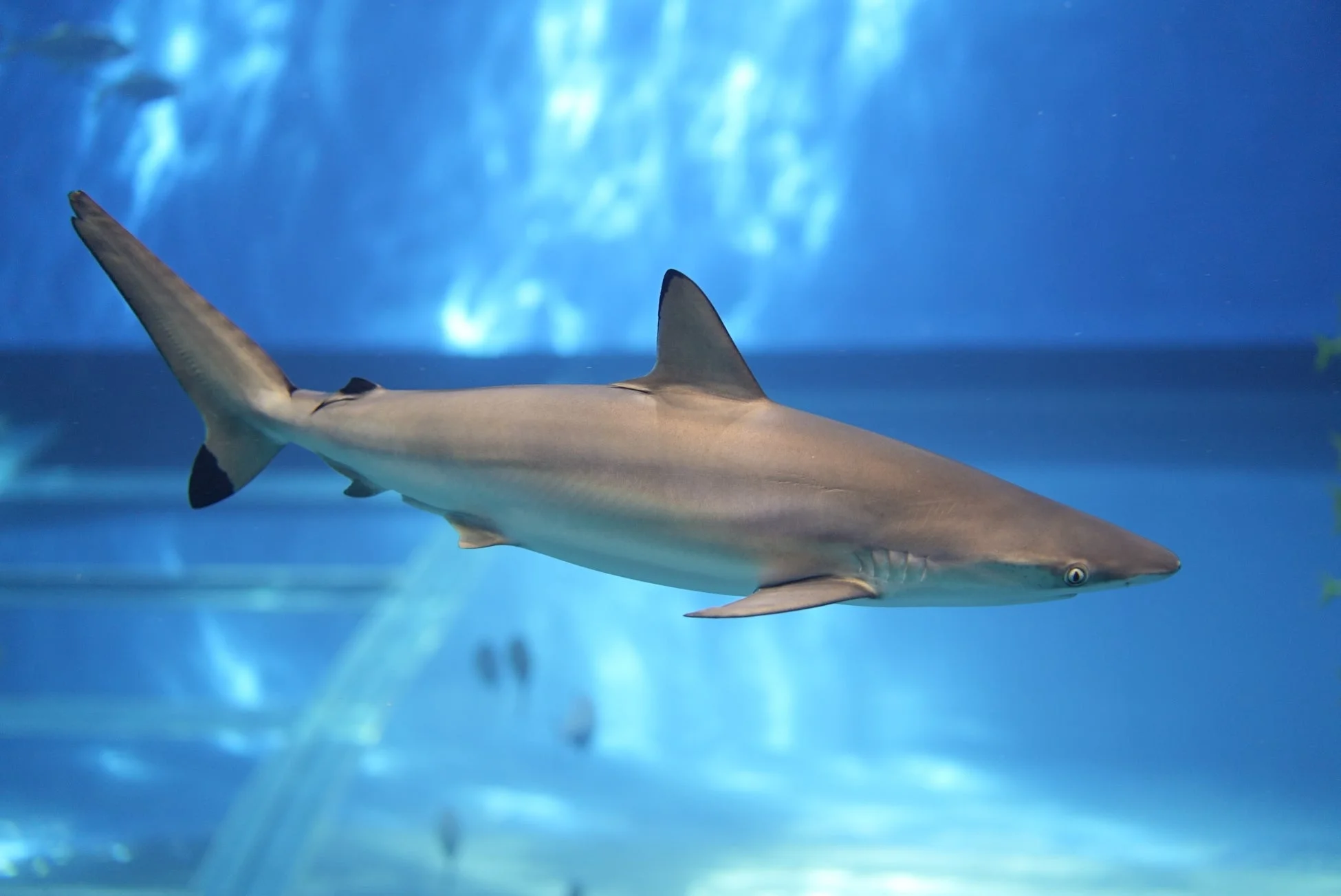 水族館の青い水槽を泳ぐサメ